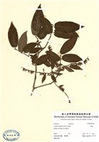 藏品(南燭)的圖片
